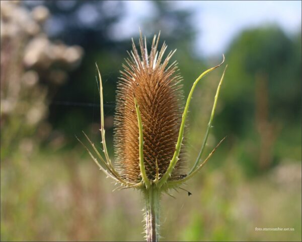 Черсак лісовий (Dipsacus sylvestris Huds.)