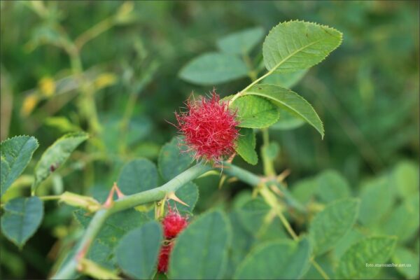 Rosa canina